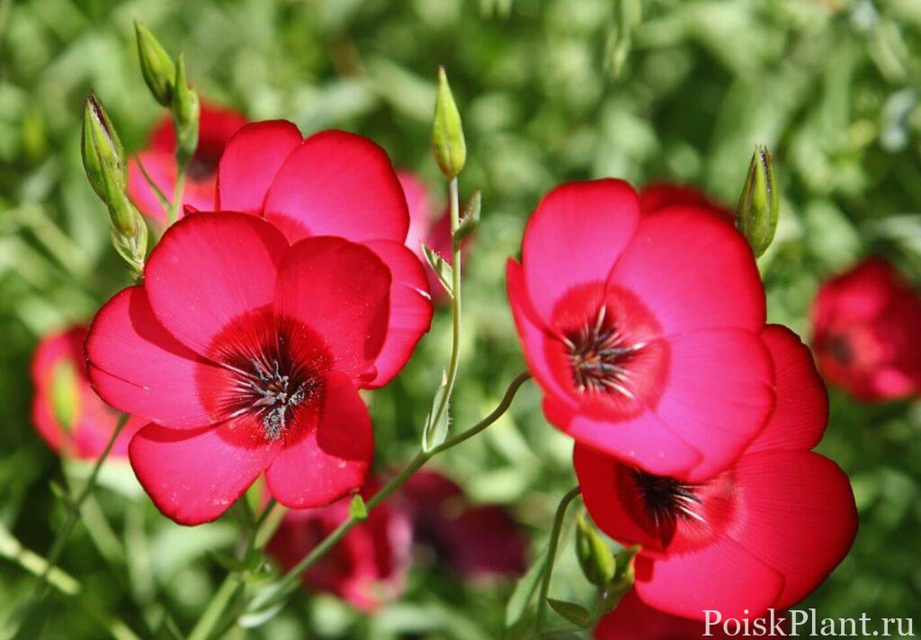 How-to-Grow-and-Care-for-Linum-Grandiflorum-Red-Flax