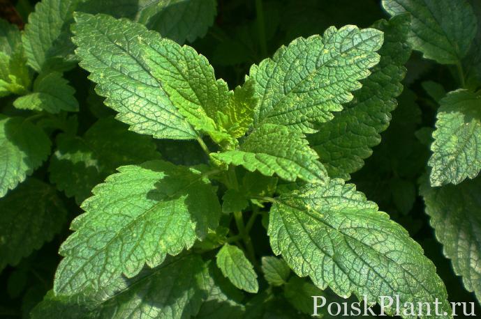 Organic Mentha Piperita Peppermint Leaf Extract