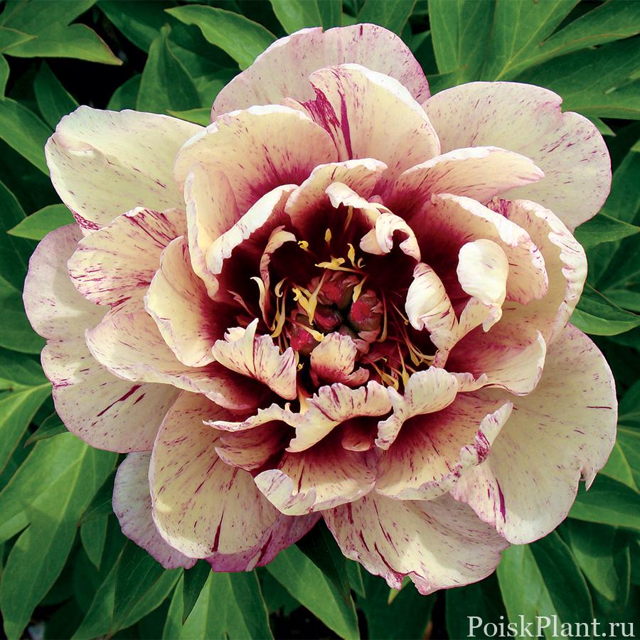 Paeonia-All-That-Jazz