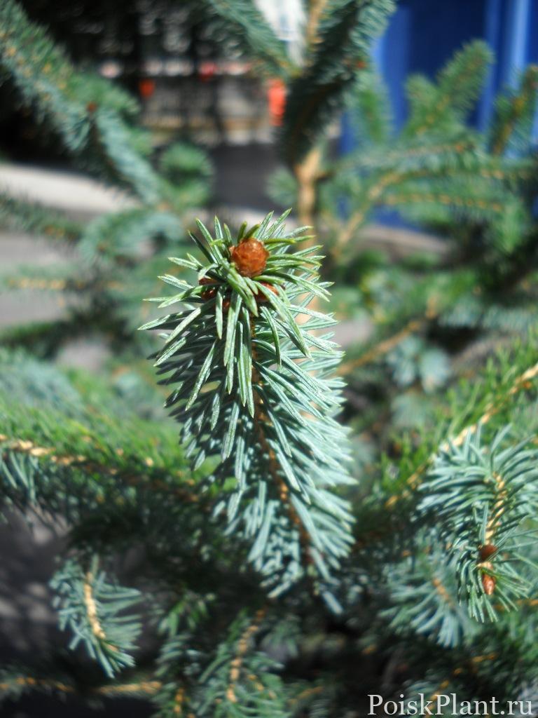 Picea bicolor Erdхtarcsa 2010 szeptember 131