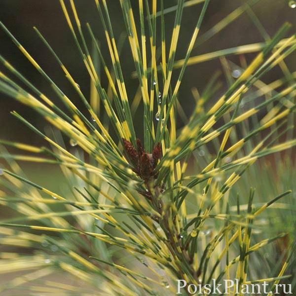 Pinus_koraiensis_Oculus_Draconis_02-1