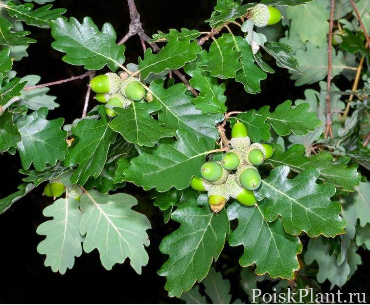 Quercus_pubescens
