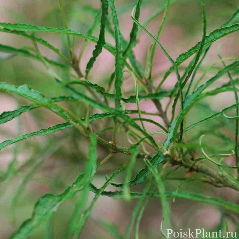 Rhamnus-frangula-Asplenifolia