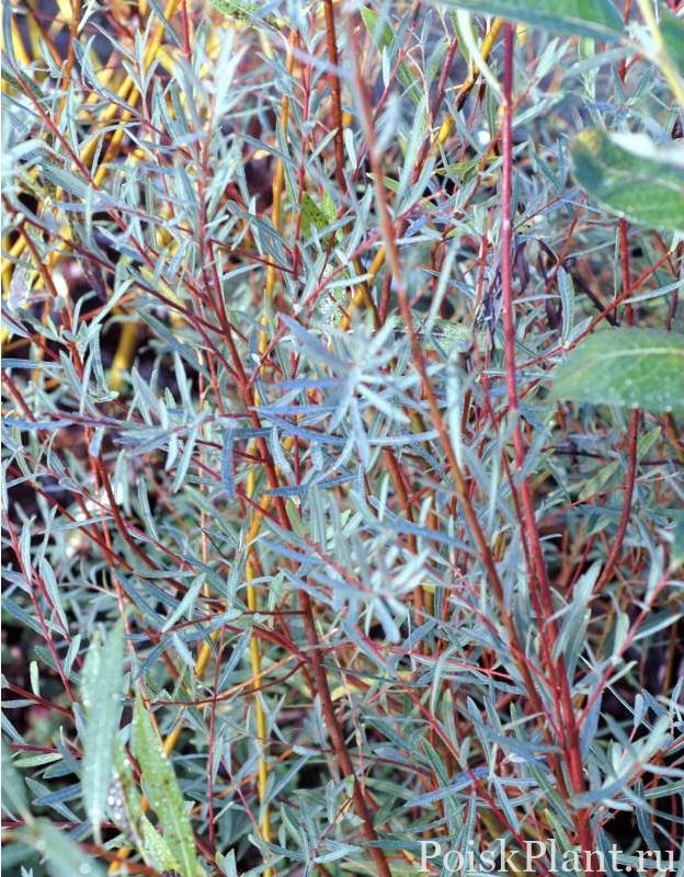 Salix-purpurea-Nancy-Saunders