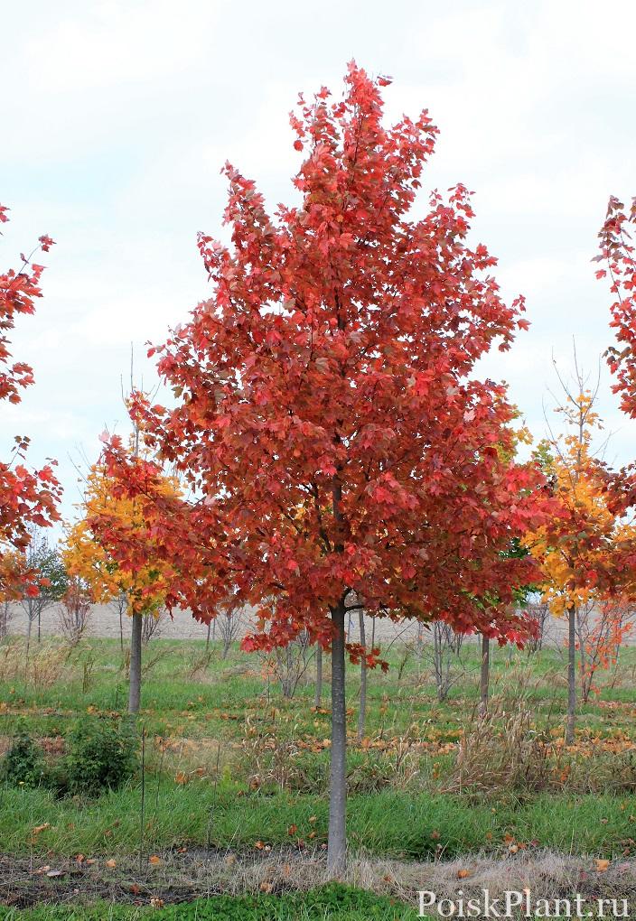 Sun-Valley-Red-Maple-3