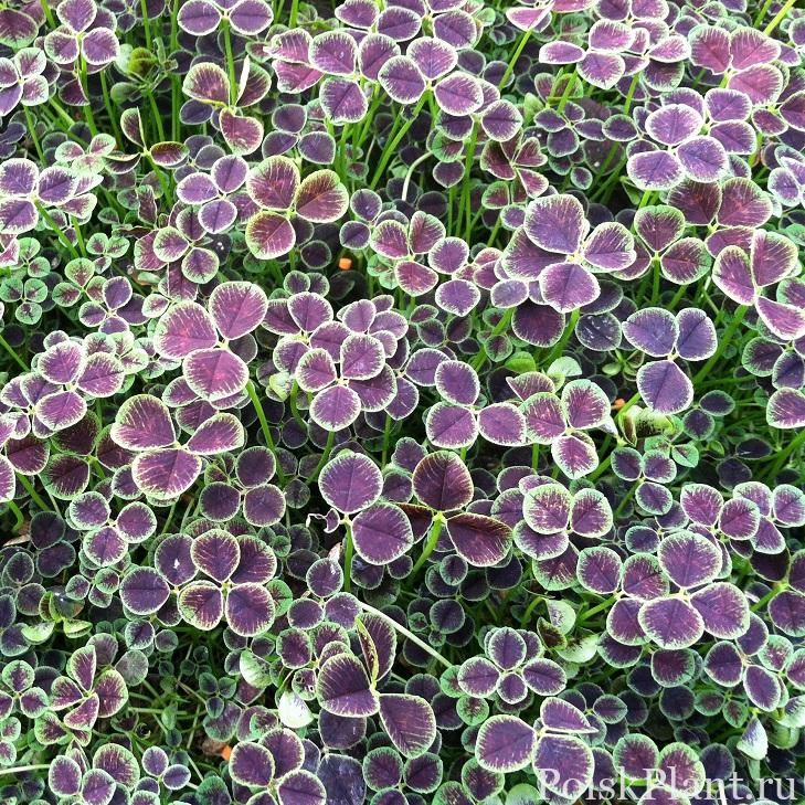 Trifolium-repens-Atropurpureum-4