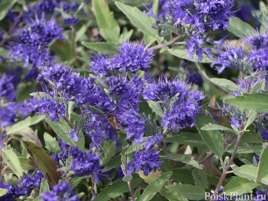 Bartblume ‘Blauer Spatz’ ® – Caryopteris clandonensis ‘Blauer Spatz’ ®