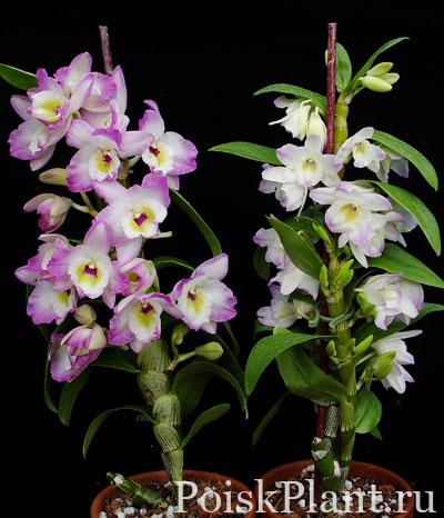 nobile-type-orchid-plant