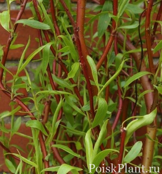 salix-erythroflexuosa-red-curly-willow