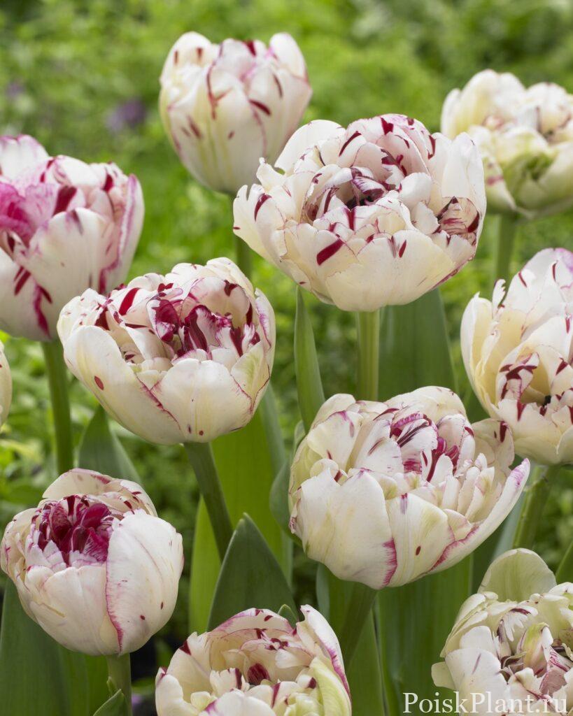 tulipa-jonquieres (1)