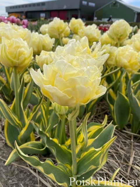 tulipa-verona-design (1)