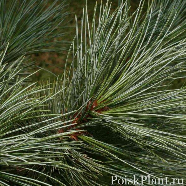 white-pine-pinus-strobiformis600x600