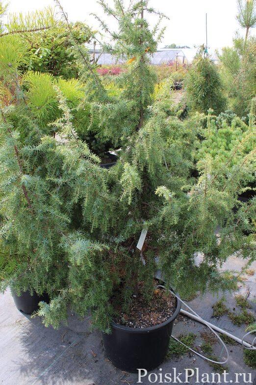 7-Juniperus-communis-Kalebab