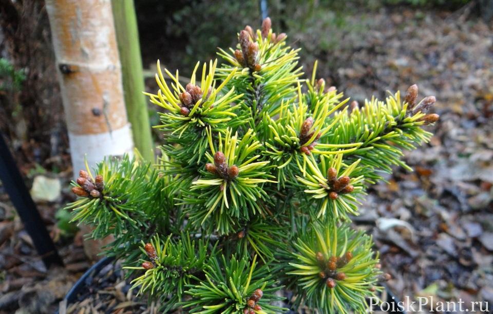 Pinus mugo Buttercup.002 (2)