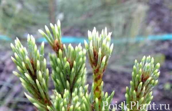 Pinus mugo Koral