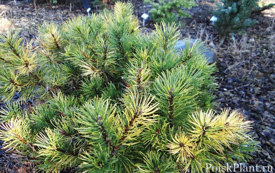 Pinus mugo Maria.332
