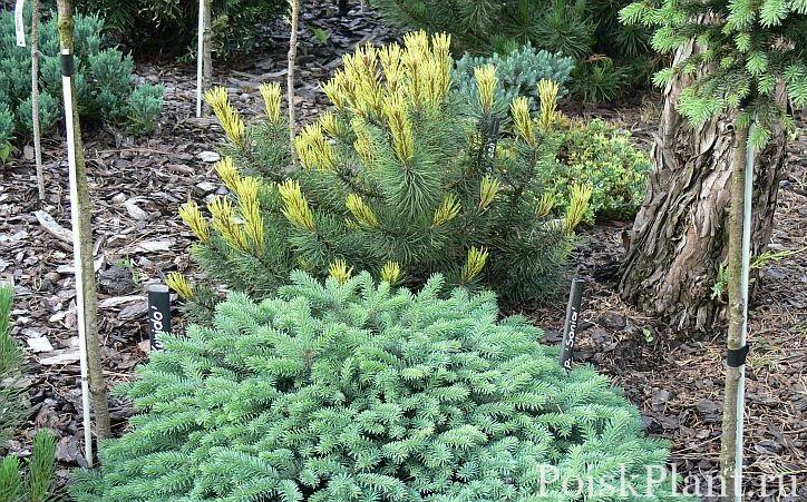 Pinus mugo ‘Rositech’ Lew P1150312