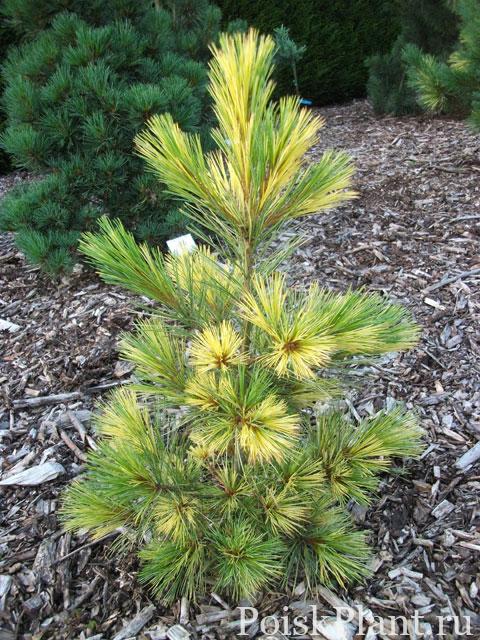 Pinus peuce Jakobsen Gelb