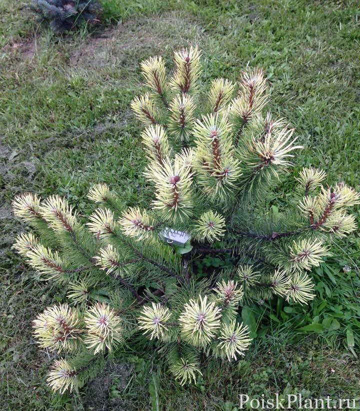 Pinus uncinata ‘Fred’. 0