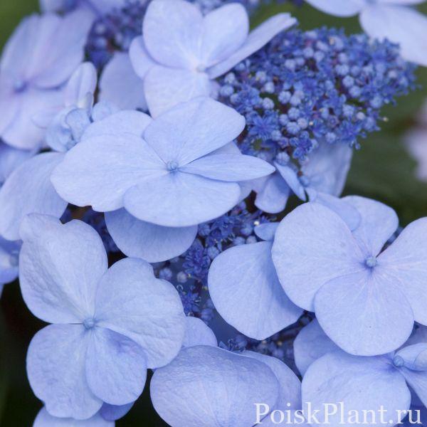 blue-endless-summer-twist-n-shout-hydrangea-flower-close-up-600×600