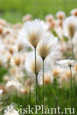eriophorumcottongrass-close-up-in-the-north-of-western-siberia-400-168595315