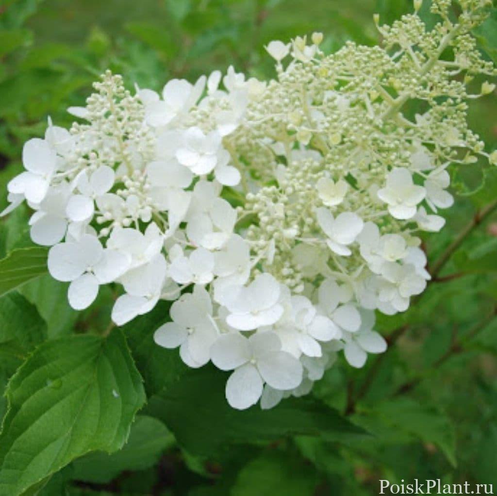 hydrangea-paniculata-white-goliath-1670-1-p