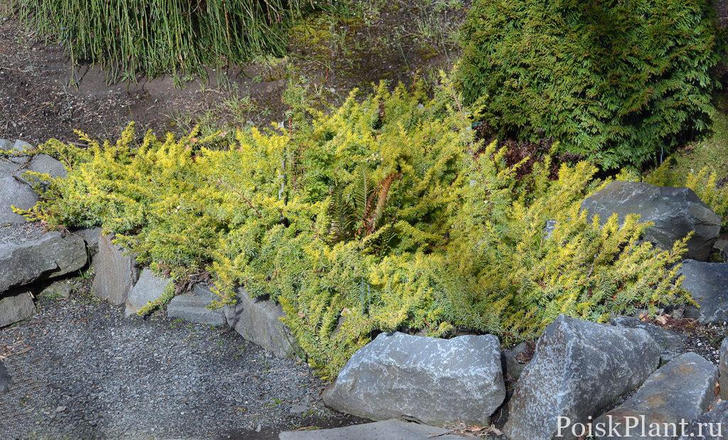 Juniperus conferta ‘All Gold’, All Gold Shore Juniper, Oregon Garden 3/29/18