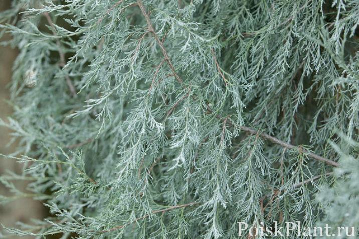 juniperusscopulorumcandelabrafoliage
