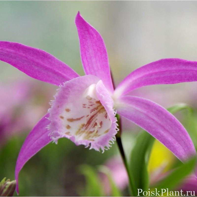 pink-mauve-garden-orchid-pleione-formosana- (1)