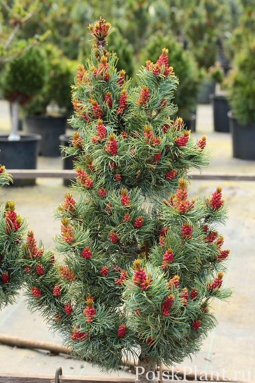 1.-Pinus-parviflora-Bergman-2