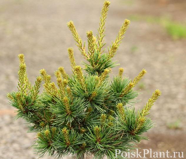 1.-Pinus-parviflora-Iona