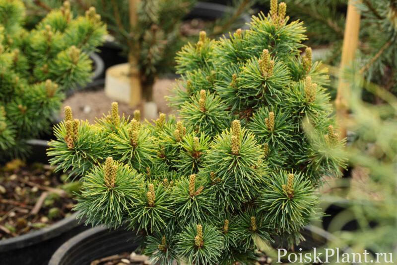 1.-Pinus-parviflora-Nellie-2