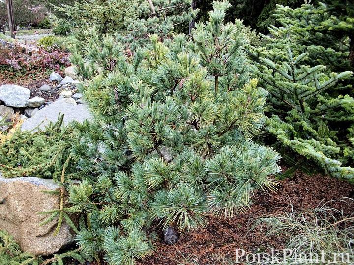 1.-Pinus-strobus-Connecticut-Slate-edited
