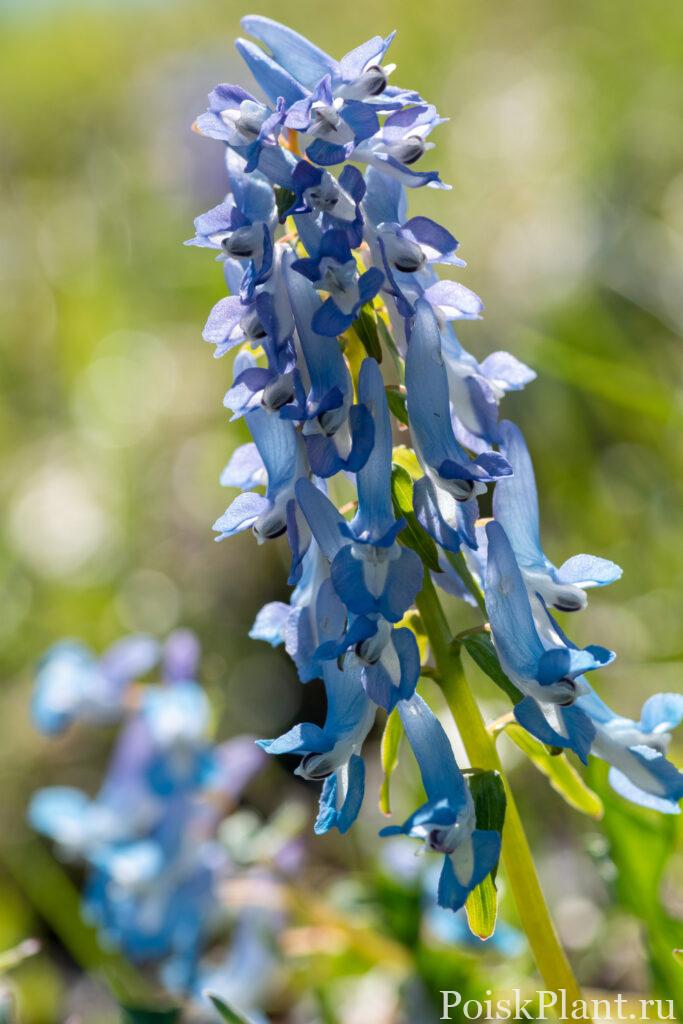 Cute blue flowers blooming in the spring field