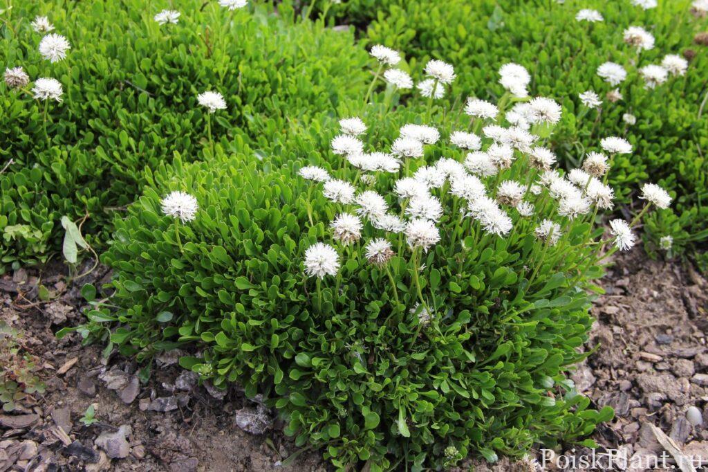 2170_Globularia-cordifolia-Alba-Garten-Kugelblume_26MltEkJkMSlOh