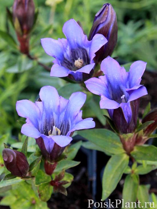Gentiana-scabra-ssp-orientalis-Blue-Power