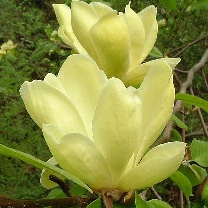 MagnoliaLoisflower_grande