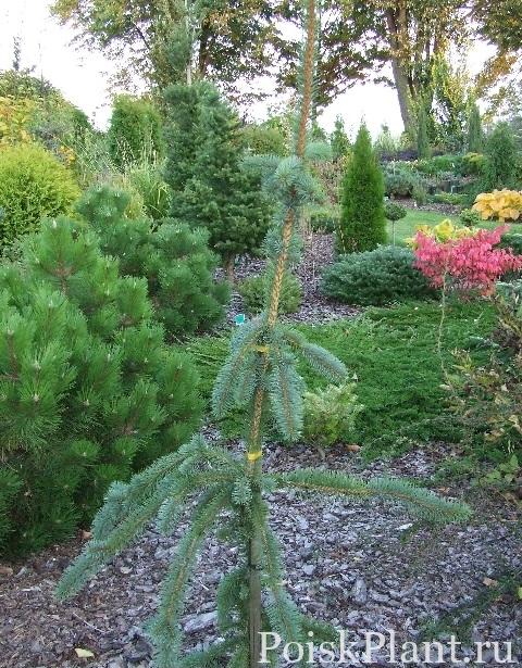 Picea pungens Pepo (1)