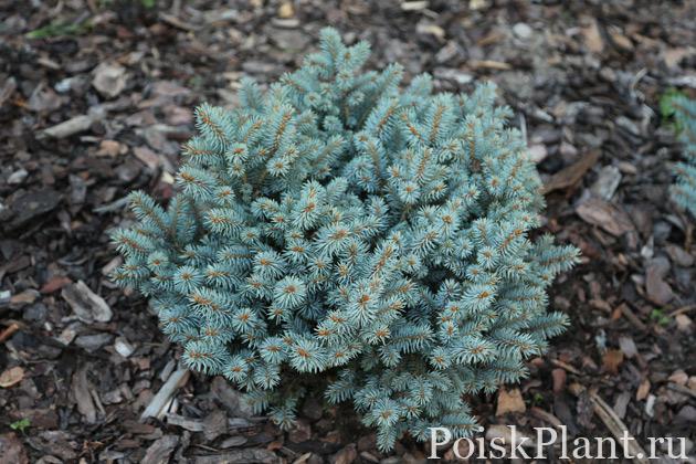 Picea-pungens_02
