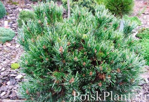 Pinus-aristata-Silver-Shaker_2