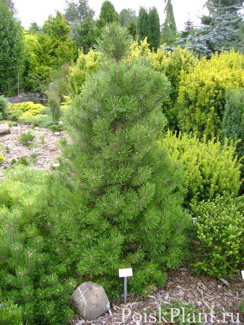 Pinus mugo Green Mountain
