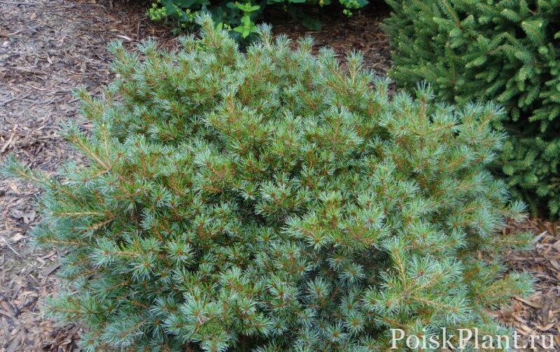 Pinus parviflora Kyomatsu.002.jpg