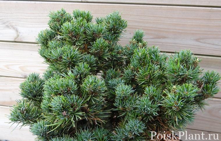 Pinus parviflora Regenhold.002 (2)_0