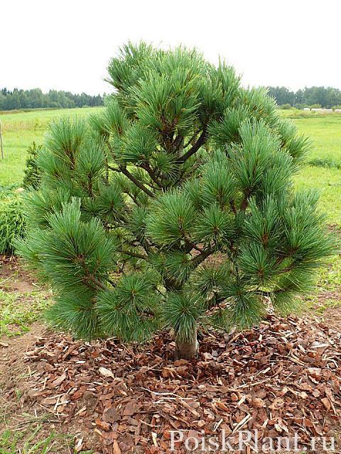Pinus peuce Latgale (1)