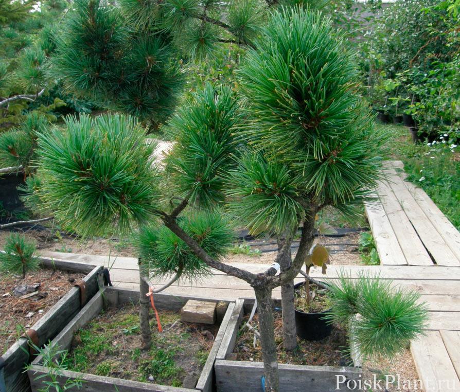 Pinus-sibirica-Izumrud