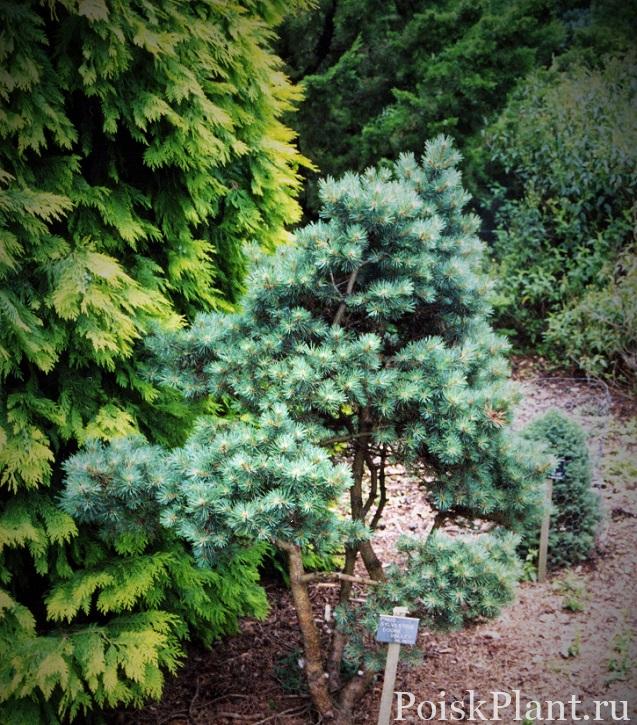 Pinus sylvestris Doone Valley.046