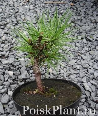 Pinus uncinata Schweizer mini.002.jpg
