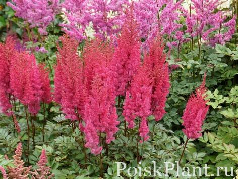 Thumbastilbe-lowlands-ruby-red9618.5998d4_tn2