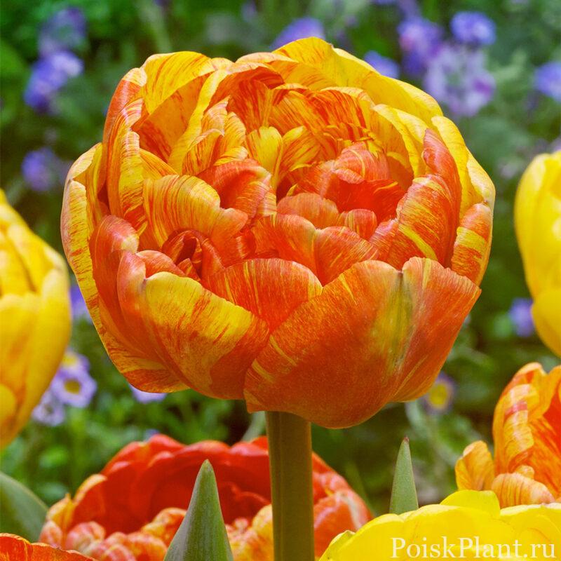 Tulip_Double_Beauty_of_Apeldoorn_0014085__88276
