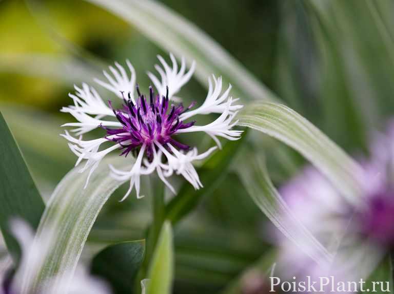 Centaurea montana ‘Purple Heart’